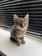 Lieve kittens, Dieren en Toebehoren, Katten en Kittens | Raskatten | Korthaar, Meerdere dieren