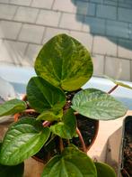 Peperomia Rana Verde variegata, Huis en Inrichting, Kamerplanten, Ophalen of Verzenden, Overige soorten, Minder dan 100 cm