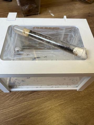 monomorium subopacum beschikbaar voor biedingen