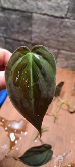 philodendron scandens micans, Ophalen of Verzenden, Overige soorten, Minder dan 100 cm