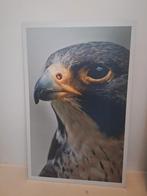 Foto afbeelding roofvogel op kunststof slechtvalk 55x86 valk, Ophalen, Zo goed als nieuw, Foto of Poster, 75 cm of meer