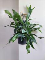 Platycerium Bifercatum - Hertshoornvaren / Hangplant, Huis en Inrichting, Kamerplanten, Ophalen, Overige soorten, Halfschaduw