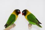 Agapornis koppel bewezen wildkleur, Dieren en Toebehoren, Meerdere dieren, Dwergpapegaai of Agapornis