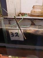 Wandelende takken, Dieren en Toebehoren, Insecten en Spinnen, Wandelende tak