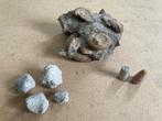 Ammoniet en andere kleinere fossielen, Ophalen of Verzenden, Fossiel