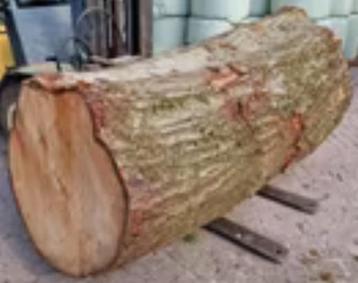 Gezocht Stam lengte +- 120 a 130 cm doorsnee 50 tot 60 cm beschikbaar voor biedingen