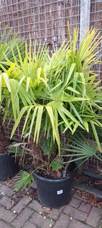 Diverse palmbomen! 50% korting, Tuin en Terras, Ophalen, Overige soorten, Volle zon