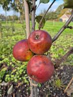 Appelbomen laag- en halfstam in verschillende soorten!, Lente, Ophalen of Verzenden, Appelboom, Halfschaduw