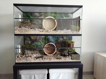 Hamsterkooi Kopen? Kies voor een Glazen Terrarium beschikbaar voor biedingen