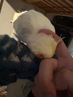 Tamme Valkparkiet, Mannelijk