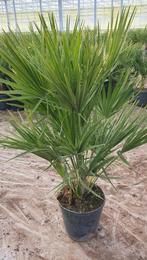 Super mooie Chamaerops humilis  110 cm hoog dwergpalm, Tuin en Terras, Volle zon, Ophalen of Verzenden, Palmboom