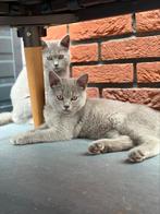 Britse Korthaar Kittens /gevaccineerd! Mogen per direct weg!, Dieren en Toebehoren, Katten en Kittens | Raskatten | Korthaar, Ontwormd