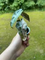 Alocasia Polly Variegata halfmoon, Ophalen of Verzenden, Overige soorten, Minder dan 100 cm