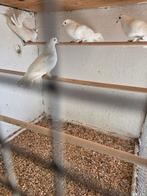Witte pauwstaarten, Dieren en Toebehoren, Vogels | Duiven, Meerdere dieren, Overige soorten