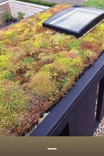 Sedum Cassetes voor direct te plaatsen op de dakbedekking, Ophalen of Verzenden, Zomer, Volle zon