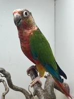 Pyrrhura’s selectie rood, high red, selectie pink, Dieren en Toebehoren, Meerdere dieren, Parkiet, Geringd