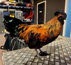 Broedeieren Ga h Mong bont, Dieren en Toebehoren, Geslacht onbekend, Kip