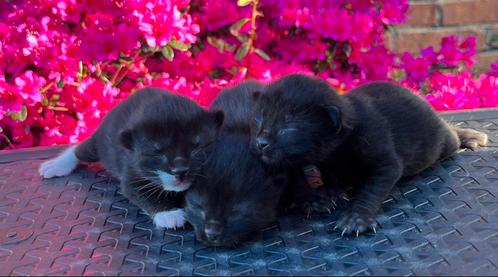 Kittens te koop, Dieren en Toebehoren, Katten en Kittens | Overige Katten, Meerdere dieren