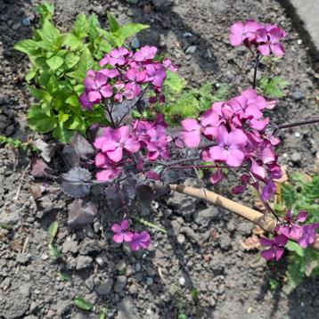 Judaspennig Chedglow beschikbaar voor biedingen