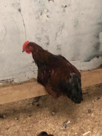 Gartis haan beschikbaar voor biedingen