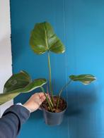 Philodendron Summer Glory, Ophalen of Verzenden, Overige soorten, Minder dan 100 cm
