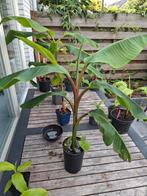 Musa velutina, Ophalen of Verzenden, Zomer, Overige soorten, Halfschaduw