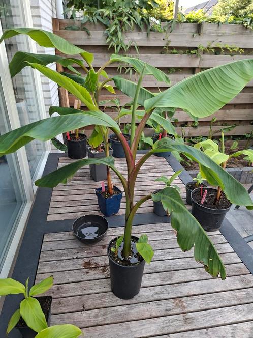 Musa velutina, Tuin en Terras, Planten | Tuinplanten, Overige soorten, Halfschaduw, Zomer, Ophalen of Verzenden