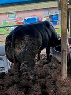dikbil stier 3,5 jaar, Dieren en Toebehoren
