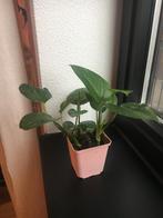 Pothos - variegated - 9cm pot, Huis en Inrichting, Kamerplanten, Overige soorten, Minder dan 100 cm, Halfschaduw, In pot