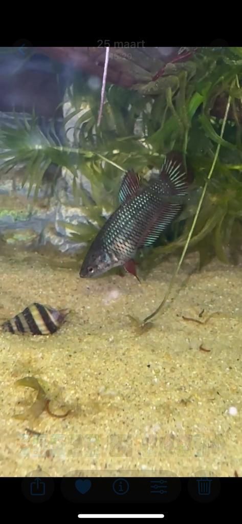 Bettas, Dieren en Toebehoren, Vissen | Aquariumvissen, Vis