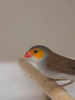 Diverse tropische vogels en europese cultuurvogels, Dieren en Toebehoren, Meerdere dieren, Tropenvogel, Geringd