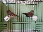 1-1 charcoal zebravinken, Dieren en Toebehoren, Vogels | Overige Vogels, Meerdere dieren, Geringd