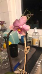 4 Uitgebloeid orchideeën en 1 nieuw, Ophalen of Verzenden