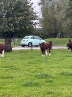 Te koop 2 mooie stierkalfjes brandrood, Dieren en Toebehoren, Runderen, Mannelijk