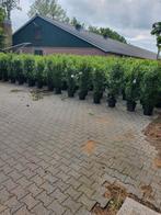 aktie !!! grote portugese laurier, taxus,coniferen, photinia, Ophalen of Verzenden, Taxus, 100 tot 250 cm