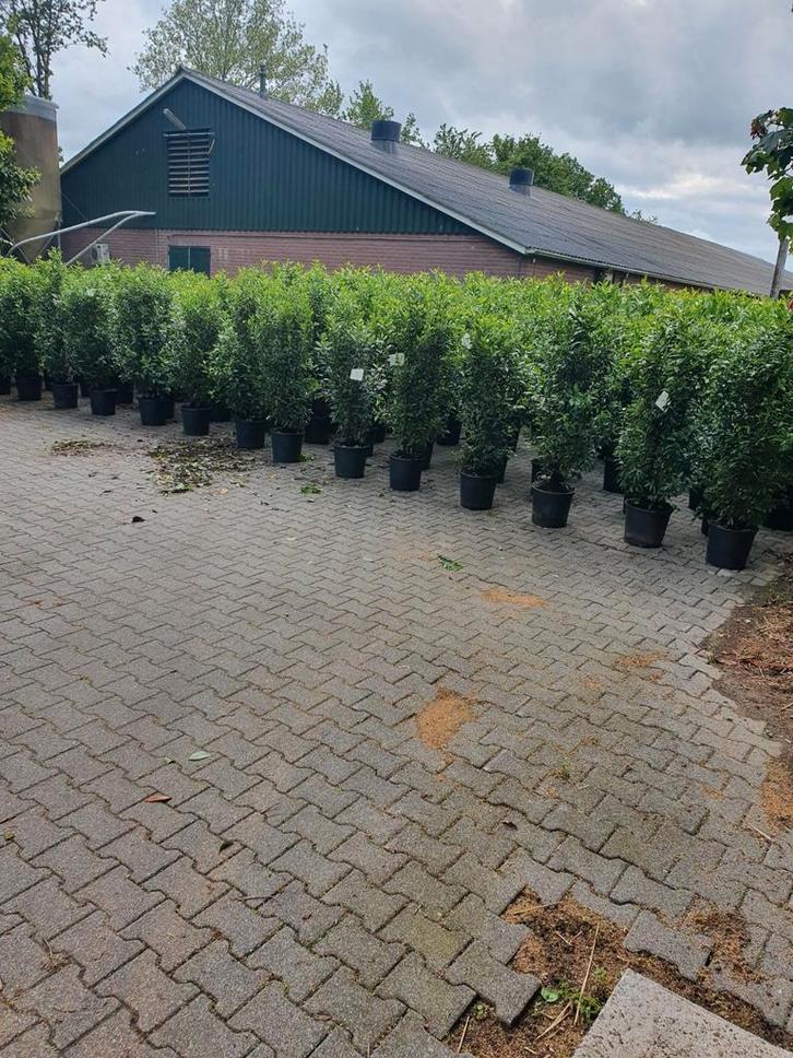 aktie !!! grote portugese laurier, taxus,coniferen, photinia, Tuin en Terras, Planten | Struiken en Hagen, Taxus, 100 tot 250 cm