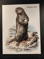 Zeeotter - getekend Carl Brenders Willife Art, 1960 tot 1980, Verzenden, Zo goed als nieuw, Dier