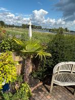 Chinese palm klein, Tuin en Terras, Planten | Bomen, Ophalen of Verzenden