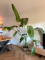 Strelitzia nicolai (paradijsvogelplant), Groene kamerplant, Ophalen, Halfschaduw, 200 cm of meer