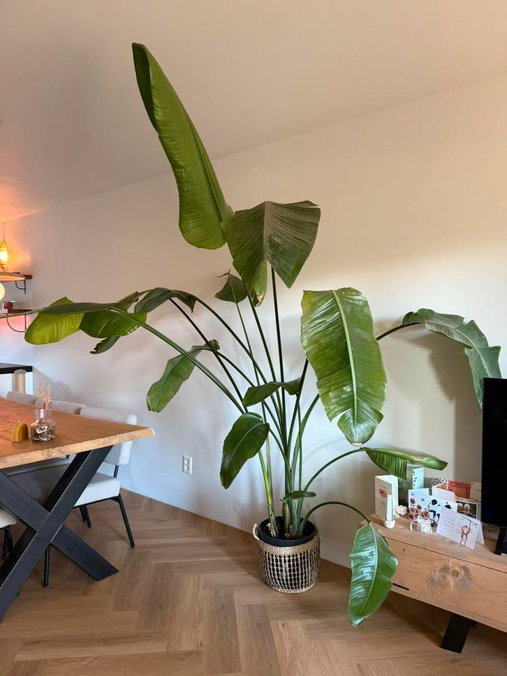 Strelitzia nicolai (paradijsvogelplant), Huis en Inrichting, Kamerplanten, 200 cm of meer, Groene kamerplant, Halfschaduw, Ophalen