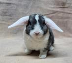 Rex Hangoordwerg broer en zus zoeken samen een huis, Meerdere dieren, Dwerg, Hangoor, 0 tot 2 jaar