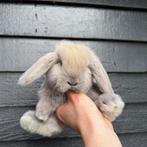 Lieve, gecastreerde, raszuivere Franse Hangoor koppels, Dieren en Toebehoren, Konijnen, Meerdere dieren, Groot, Hangoor