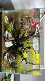 Superfish aquascape, Ophalen, Zo goed als nieuw, Gevuld zoetwateraquarium