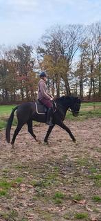 New forest pony, Dieren en Toebehoren, Pony's, Met stamboom, Ruin, Dressuurpony, Zadelmak