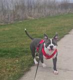 Pocket bully teef, Rabiës (hondsdolheid), Overige rassen, 1 tot 2 jaar, Teef