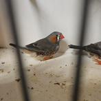 Diverse zebravinken, Dieren en Toebehoren, Vogels | Overige Vogels, Meerdere dieren, Tropenvogel