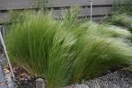 Siergras Stipa tenuissima 'Ponytails' Vedergras 1 euro p.s., Ophalen, Zomer, Siergrassen, Volle zon