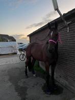 4 jarige draver ruin, Dieren en Toebehoren, Paarden, Ruin, Recreatiepaard, 3 tot 6 jaar