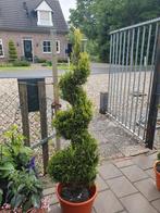 Mooie cypres spiraal hoogte 150cm, Tuin en Terras, Ophalen, Volle zon, Overige soorten, Minder dan 100 cm