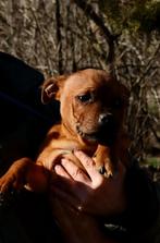 Mooie bully type Staffordshire bull terriër reu beschikbaar, Particulier, 15 weken tot 1 jaar, Buitenland, Parvo